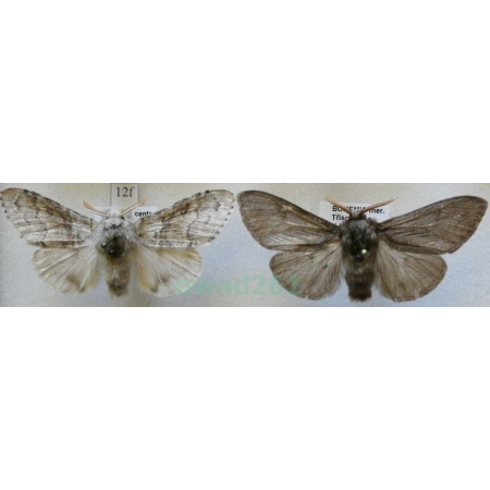 Calliteara pudibunda (Linnaeus, 1758) 2xmale Szczotecznica szarawka Czech12f